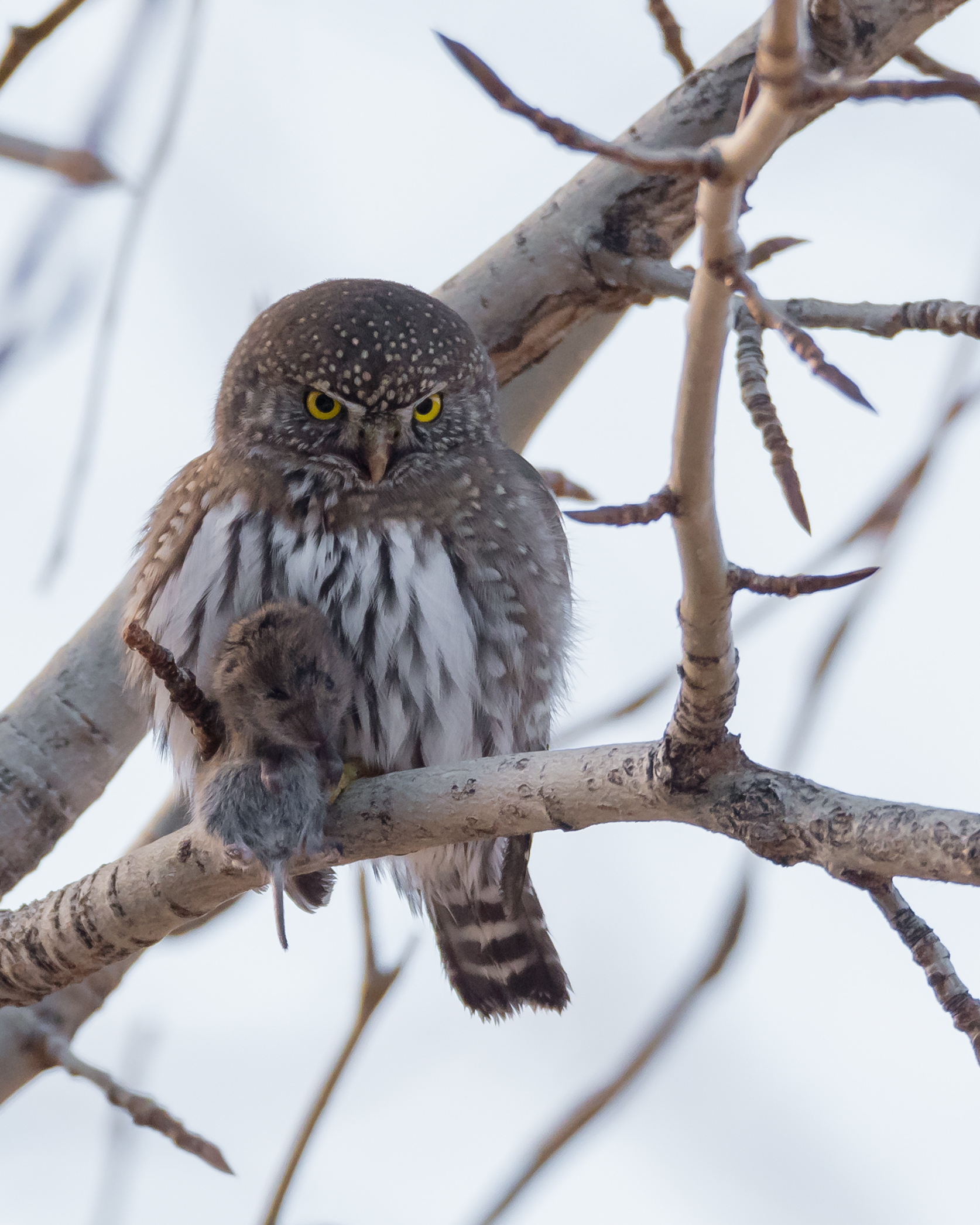 Northern Pygmy Owl with rodent picture